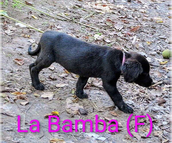 Medium Photo #2 Labrador Retriever-Unknown Mix Puppy For Sale in Aurora, IN, USA