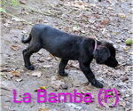 Small #1 Labrador Retriever Mix