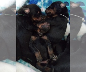 Doberman Pinscher Puppy for sale in FLORENCE, AL, USA