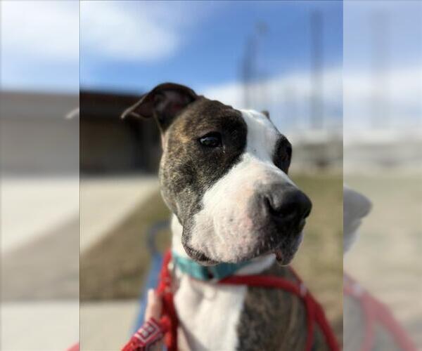 Medium Photo #1 American Pit Bull Terrier Puppy For Sale in Derwood, MD, USA