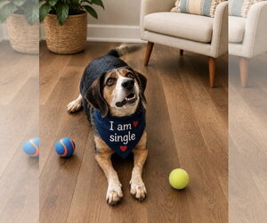 Beagle-Unknown Mix Dogs for adoption in Euless, TX, USA
