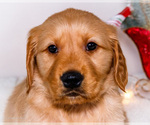 Small #1 Golden Retriever