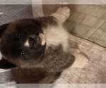 Litter of 3 - Female AkitaLitter of Puppies for Sale - Photo #2