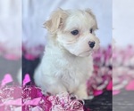 Small #1 Maltese