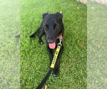 Small #3 Labrador Retriever Mix