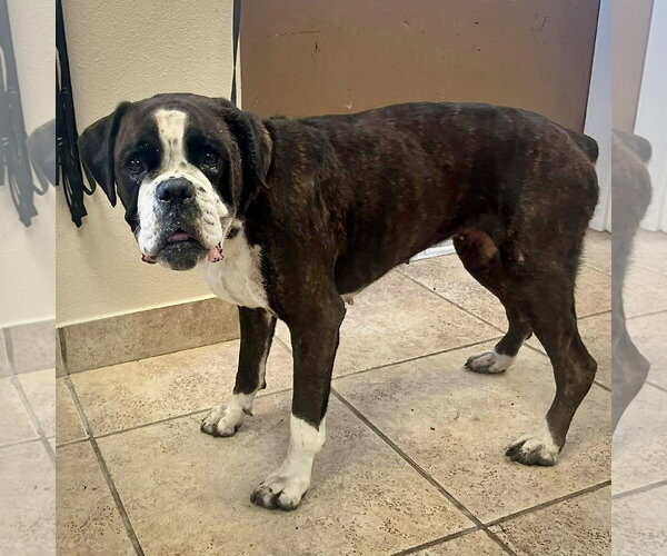 Medium Photo #1 Boxer Puppy For Sale in Dumont, NJ, USA