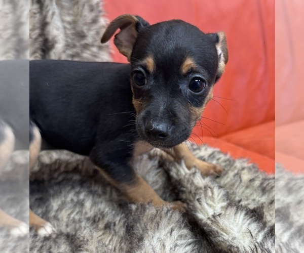 Medium Photo #8 Rat Terrier Puppy For Sale in WHITAKERS, NC, USA