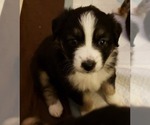 Small Photo #2 Australian Shepherd Puppy For Sale in TAUNTON, MA, USA
