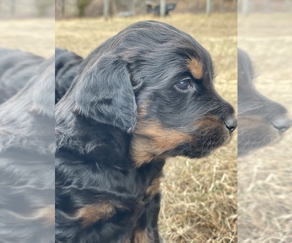 Medium Photo #6 Australian Shepherd-Goldendoodle Mix Puppy For Sale in WESTMINSTER, MD, USA