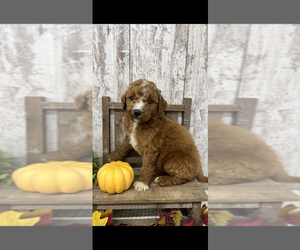 Goldendoodle Puppy for sale in PEEBLES, OH, USA