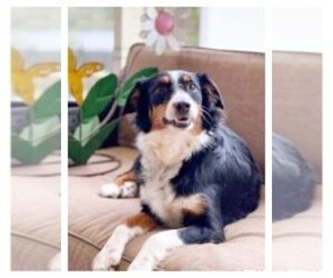Mother of the Aussie-Poo puppies born on 04/27/2026
