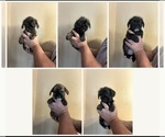 Puppies - Female French Tzu Puppy for Sale - Small photo