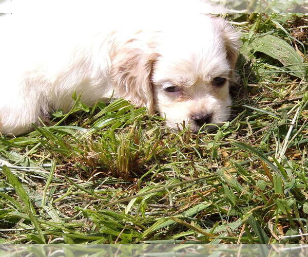 Medium Photo #4 Cocker Spaniel Puppy For Sale in CROSSVILLE, TN, USA