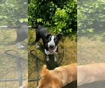 Small #5 Pointer Mix