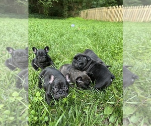 French Bulldog Puppy for Sale in LEWISVILLE, North Carolina USA