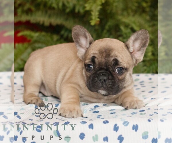 Medium Photo #3 French Bulldog Puppy For Sale in RONKS, PA, USA