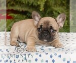 Small #2 French Bulldog