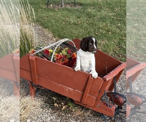 English Springer Spaniel Puppy for sale in WHAT CHEER, IA, USA