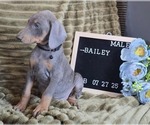 Small #1 Doberman Pinscher