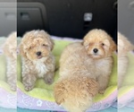 Small #6 Poodle (Toy)