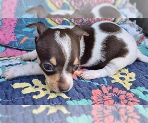Chihuahua-Unknown Mix Dogs for adoption in San Antonio, TX, USA