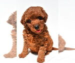 Small #32 Goldendoodle mix (+ Poodle Miniature)