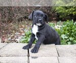 Puppy 2 Labradoodle-Puggle Mix