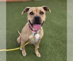 *SAMIRA - Female Mutt Dog for Adoption - Small photo