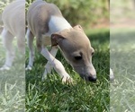 Small #11 Italian Greyhound