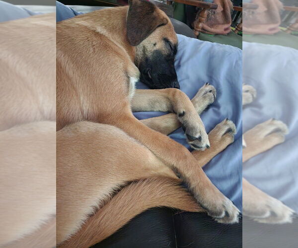Medium Photo #20 Black Mouth Cur-Unknown Mix Puppy For Sale in Brewster, NY, USA