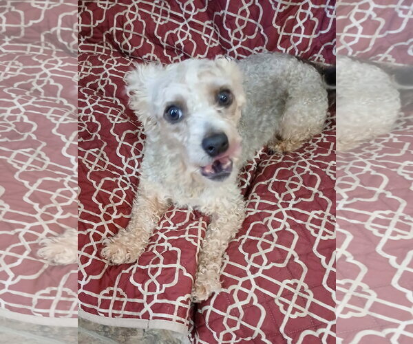 Medium Photo #7 Poodle (Miniature)-Unknown Mix Puppy For Sale in Eastman, GA, USA