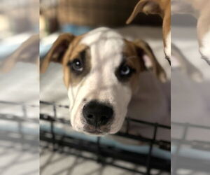 American Pit Bull Terrier-Unknown Mix Dogs for adoption in Wakefield, RI, USA