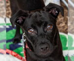 Small #4 Labrador Retriever Mix