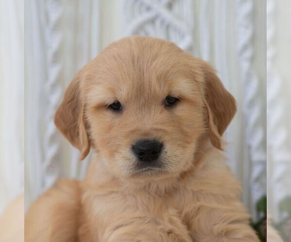 Medium Photo #1 Golden Retriever Puppy For Sale in NEWPORT, PA, USA