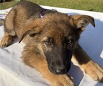 Small #3 German Shepherd Dog
