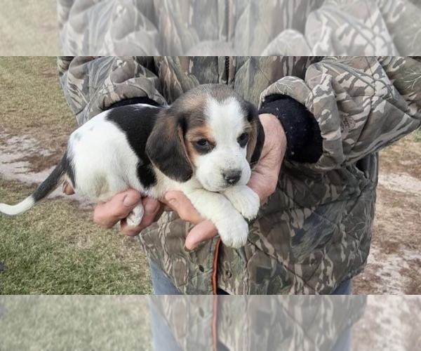 Medium Photo #2 Beagle Puppy For Sale in GRAFTON, WI, USA