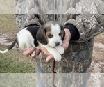Small Photo #2 Beagle Puppy For Sale in GRAFTON, WI, USA