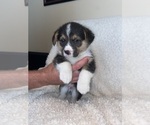 Small Photo #2 Pembroke Welsh Corgi Puppy For Sale in LEITCHFIELD, KY, USA