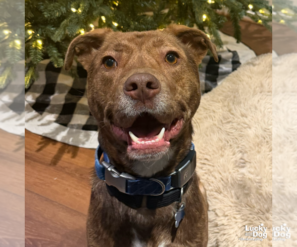 Medium Photo #10 Labrador Retriever-Unknown Mix Puppy For Sale in Washington, DC, USA