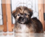 Small #1 Shorkie Tzu