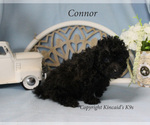 Small Photo #17 Poodle (Toy) Puppy For Sale in CHANUTE, KS, USA
