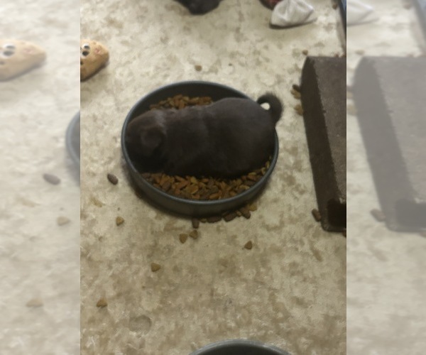 Medium Photo #10 Pug Puppy For Sale in BLOOMINGTON, IL, USA