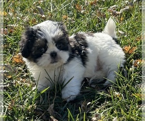 Shih Tzu Puppy for sale in SILEX, MO, USA