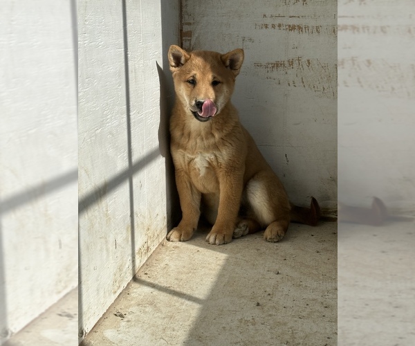 Full screen Photo #3 Shiba Inu Puppy For Sale in HARRISBURG, MO, USA