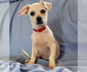 Chihuahua-Unknown Mix Dogs for adoption in Brooklyn Center, MN, USA