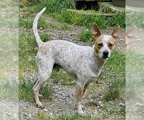 Medium Photo #3 Mutt Puppy For Sale in Olalla, WA, USA