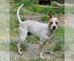 Small #2 Mutt