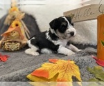 Small Photo #4 Schnauzer (Miniature) Puppy For Sale in PORTLAND, OR, USA