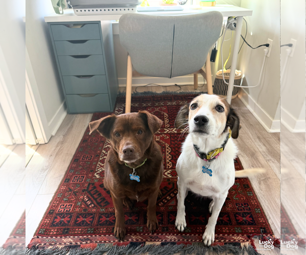 Medium Photo #8 Mutt Puppy For Sale in Washington, DC, USA