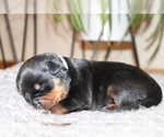 Small Photo #4 Rottweiler Puppy For Sale in FLAGSTAFF, AZ, USA